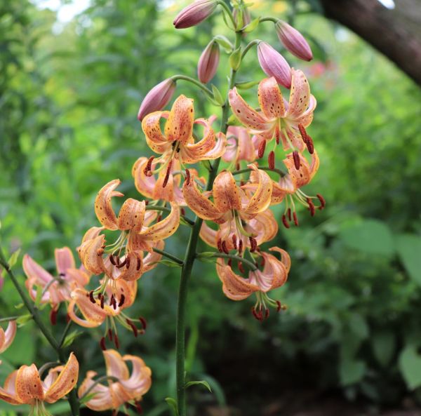 Mandarinlilja Mandarinlilja